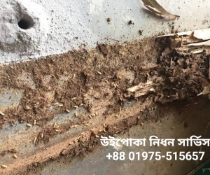 উইপোকা নিধন ট্রিটমেন্ট সার্ভিস