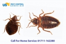 Bed Bugs Control