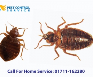 Bed Bugs Control