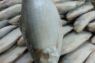 Formalin free, best quality fish in Chittagong, Bangladesh