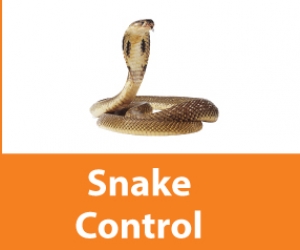 Snake Control Service