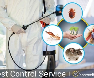 Affordable Pest Control Service– Shomadhan