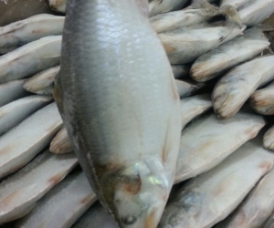 Formalin free, best quality fish in Chittagong, Bangladesh