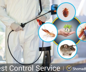 Pest Control Service in Dhaka – Shomadhan