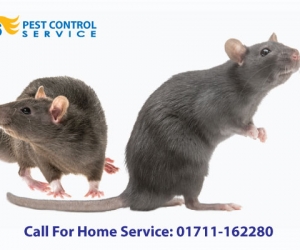 Rat Control Service 