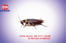 Cockroach-Control-
