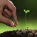 Crops, Seeds & Plants